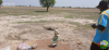site forage zouang 2